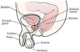 Doctors aren't sure what exactly causes these cells to develop and grow, though. About Your Prostate Biopsy With Ultrasound Memorial Sloan Kettering Cancer Center