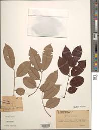 Image result for Berlinia grandiflora