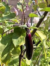 ナスの葉の黄変 ちょびの一坪菜園 楽天ブログ