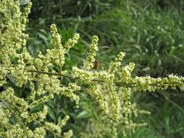 Image result for Sapindus saponaria