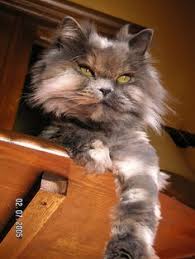 Dappled Beautiful Cats Cats Cute Cats