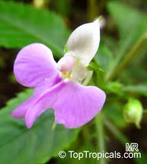 Image result for Impatiens hochstetteri