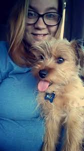 My dogs are Missing they are friendly please contact 4062172453