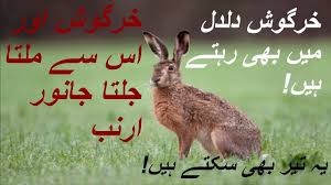 About Rabbit Khargosh Or Is Jasa Janwar Hare Full Detail In Urdu H Youtube Rabbit
