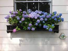 Blue Hydrangeas Blue Hydrangea Flower Boxes Window Box Garden