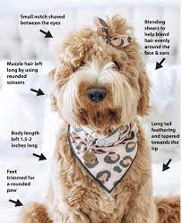 Their talents extend much further. Pin On Sheepadoodle