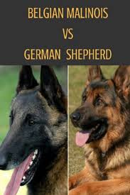 This dog ranks around the 50th area. Fiona Felix On Twitter In 2021 Belgian Malinois Dog Belgian Malinois German Shepherd Funny