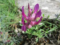 Image result for Dichilus reflexus