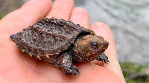 Loggerhead turtles are slow growing, long lived animals that do not reach sexual maturity until they are 35 years old. Epic Spring Reptiles Ft Nkf Herping Baby Snapping Turtle Musk Turtles And Eastern Kingsnake Youtube