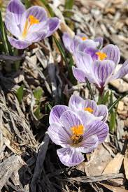 Early Blooming Flower Bulbs Announce Spring S Return Longfield Gardens Bulb Flowers Spring Flowering Bulbs Plant Flower Bulbs