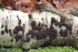 Image result for Hypoxylon multiforme