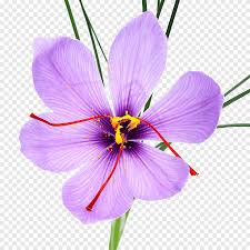 Shop.alwaysreview.com has been visited by 1m+ users in the past month Autumn Crocus Saffron Graphy Flower Spice Flower Purple Food Png Pngegg