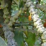 Image result for Phragmanthera usuiensis