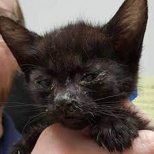 Then, place your cat in the bathroom for 10 to 15 minutes. Upper Respiratory Infections In Cats Animal Services