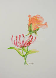 Rose And Honeysuckle June Birthday Flower Original Watercolor Painting Birth Month Flower June Birthday Gift Honeysuckle Tattoo Original Watercolor Painting June Birthday Gifts