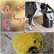 Vomito Amarillo En Los Perros Que Lo Causa Y Como Gestionarlo