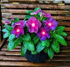 Apa lagi tanaman bunga sangat mudah didapatkan. 12 Aneka Jenis Tanaman Hias Outdoor Yang Bagus Dan Cocok Untuk Taman Abahtani