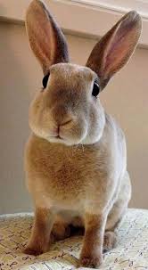 When You Are Searching For A Pet Which Is Not Just Adorable But Simple To Keep Then Look No Further Than A Family Pe Mini Rex Rabbit Pet Bunny Bunny Pictures