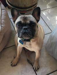 Our ultimate goal is to treat their dogs like they were forever their own pet. Pin On Dogs For Adoption