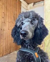 Blue Poodle What S So Special About These Pooches