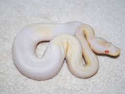 ball pythons morphs pictures gallery