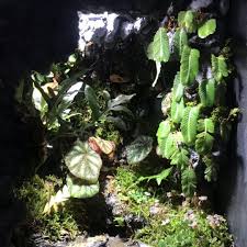 Image result for Elatostema