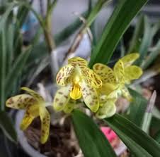 Image result for Ansellia