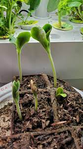 Put a small fan next to your seedlings on a timer so that the plants are blown in the breeze for a couple of hours a day and gently passing your hand over the tops of seedlings a few times every day to stimulate stronger growth. Are These Zucchini Seedlings Too Leggy Vegetablegardening
