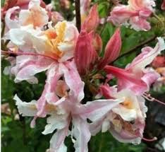 Image result for Rourea thomsonii