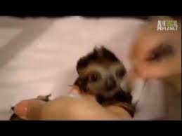 Cute baby sloths, people interacting with sloths, sloths in the wild, and all other kinds of fun sloth videos! Baby Sloth Bath Time Youtube
