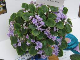 African Violet Society Canada Gallery Trailing African Violet African Violets Plants African Violets African