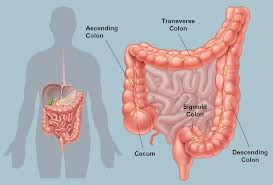 Abdominal pain in the left is commonly caused by constipation or gas that causes brief pain in the digestive tract. Picture Of The Human Colon Anatomy Common Colon Conditions