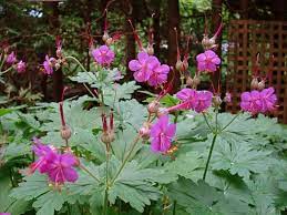 ooievaarsbek tuin onkruid shade garden bloementuin