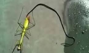 Their height ranges from 4′ to 9′ with skin colors of beige, brown, lime green, dark emerald green, turquoise, deep violet blue, gold or white. Parasite Worm Inside Praying Mantis Jumps Out After Its Host Is Killed By Insect Spray Daily Mail Online