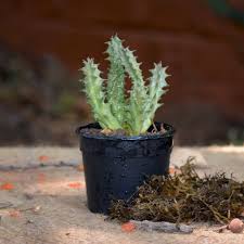 Image result for Huernia levyi