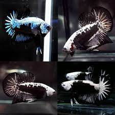 Wild betta crocking vs alien hybrid. Betta Siamese Fighting Fish Black White Samurai Halfmoon Plakat Betta Male Aquarium Central