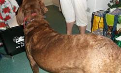 Chesapeake bay retriever breed guides are your source for chesapeake bay retriever photos, profiles and information about the how to find a chesapeake bay retriever. Chesapeake Bay Retriever Puppies For Sale In Kitscoty Alberta Nice Pets In Canada