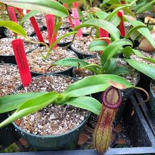 Image result for Nesaea heptamera