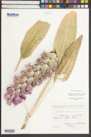 Image result for Acanthopale pubescens