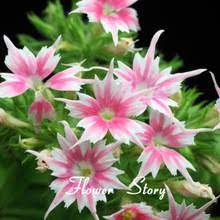 Garden Supplies Directory Of Garden Pots Amp Planters Outdoor Furniture And More On Aliexpress Com Page 8 Flower Seeds Phlox Flowers Bonsai Flower