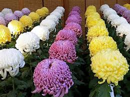 Share tweet share pin email. Chrysanthemum Morifolium Korean Large Planting And Care