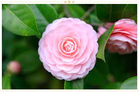 15 Japanese Flower Meanings And Where To Find Them Proflowers Blog