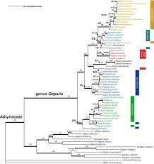 Image result for Deparia boryana