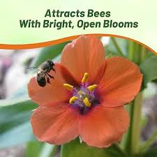 Image result for Anagallis barbata