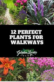 12 Perfect Plants For Walkways Garden Walkway Plants Walkway Landscaping