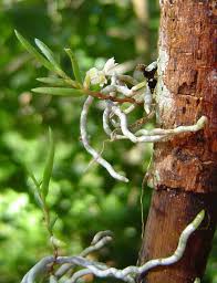 Image result for Solenangis