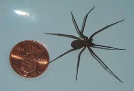A armadeira é considerada a aranha mais venenosa do brasil. Aranhas Mais Venenosas Do Brasil