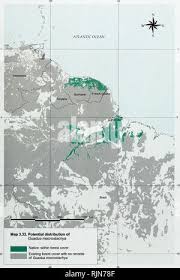 Image result for Oreobambos buchwaldii