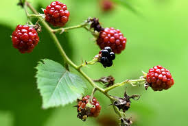 Image result for Rubus