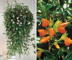 True violets grow outdoors in u.s. African Violets For The More Modern Minded Houseplants Finegardening